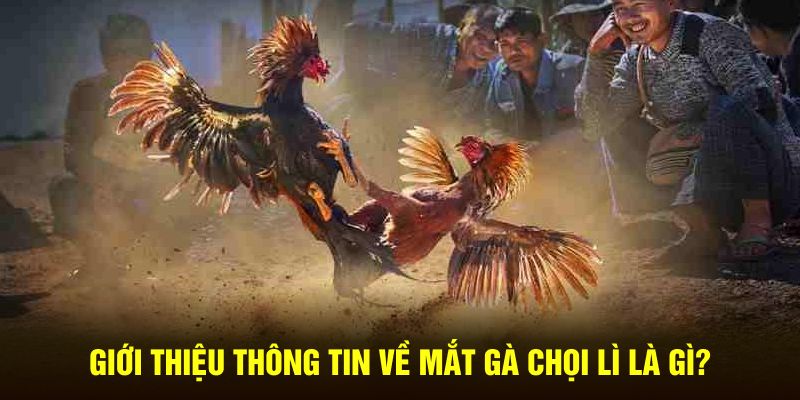 Giới thiệu thông tin về mắt gà chọi lì là gì?